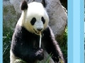 Panda puzzle, lai spēlētu online