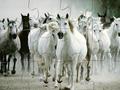 White Horse Jigsaw, lai spēlētu online